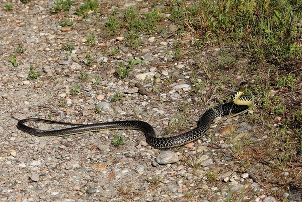 Lotta tra Coluber viridiflavus - Hierophis viridiflavus
